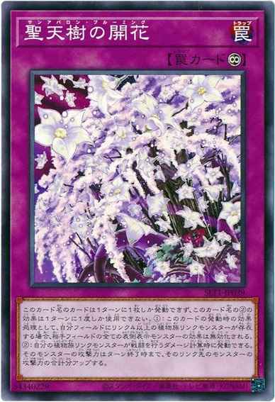 聖天樹の開花